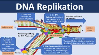 DNA Replikation  Verdopplung der DNA Biologie Oberstufe [upl. by Bethesde]