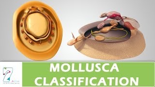 MOLLUSCA CLASSIFICATION [upl. by Kala]