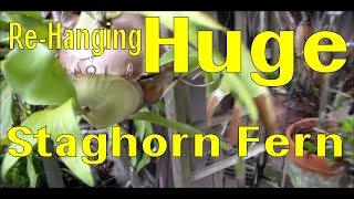 How I ReHung a Very Large Staghorn Fern [upl. by Krischer]