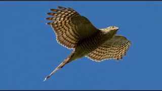 Sparrowhawk Bird Call Bird Song [upl. by Wells196]