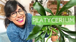 PLATYCERIUM BIFURCATUM  staghorn fern indoor care [upl. by Charlotta]