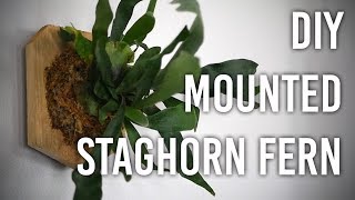 How to Mount a Staghorn Fern  DIY [upl. by Dominic]