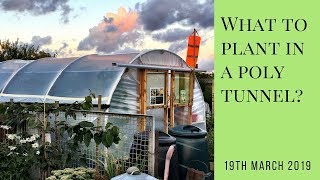 What to plant in a polytunnel [upl. by Brion295]