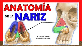 🥇 ANATOMÍA DE LA NARIZ ¡Explicación Fácil y Sencilla [upl. by Eseyt]