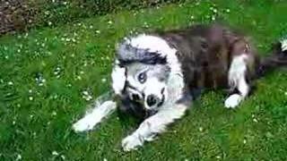 My dog with vestibular disease [upl. by Cromwell]