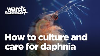 Caring and Culturing for Daphnia [upl. by Midian]