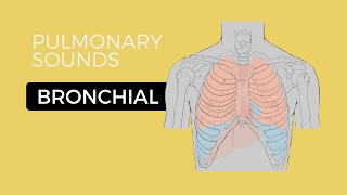 Fine Crackles Rales  Lung Auscultation  Episode 2 [upl. by Cherrita]