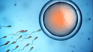 Human Physiology  Fertilization and Implantation [upl. by Dean228]