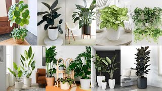 40 Beautiful Indoor Plants to Transform Your Home [upl. by Leahcir]