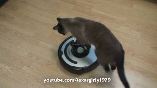 Cat shows HOW TO use iRobot Roomba Vacuum [upl. by Anneis684]