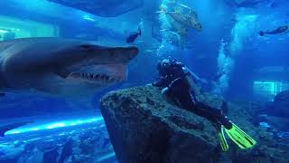 Shark Dive Dubai Aquarium  Close Encounter [upl. by Calen690]