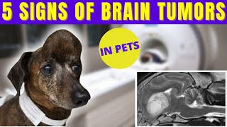 Vet Neurologist Explains  Brain Tumor Symptoms [upl. by Rezeile]