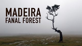 Fanal Forest  Madeira Portugal  4K [upl. by Aliuqaj271]