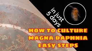 How to Culture Magna Daphnia Easily [upl. by Bale]