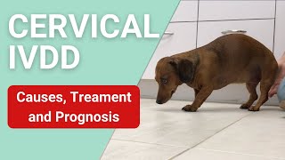 Symptoms of Cervical IVDD in Dogs [upl. by Adolpho]