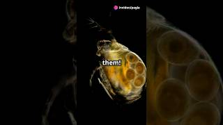 How to culture Daphnia for your Aquarium [upl. by Neelat]