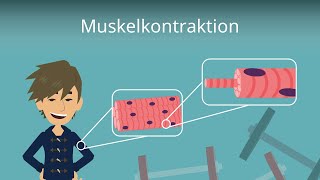 Muskelkontraktion einfach erklärt [upl. by Moises]