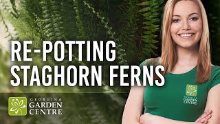 How to Repot a Staghorn Fern [upl. by Rodenhouse]