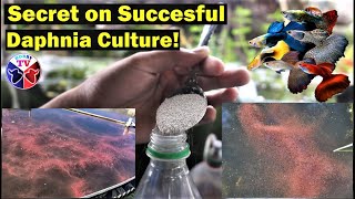 How to Culture Daphnia Successfully [upl. by Ettennahs]