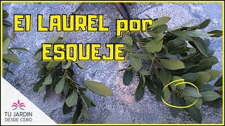 Cómo Reproducir el Laurel por Esquejes 🌳 [upl. by Burck]