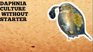 HOW TO CULTURE DAPHNIA NATURALLY WITHOUT A STARTER [upl. by Oona255]