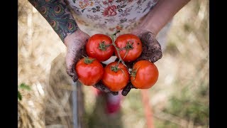 How to Grow The Best Tomatoes  Gardening Tips and Tricks [upl. by Vittorio]