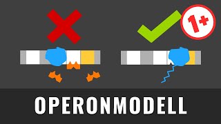 Operon Modell  Genregulation durch Substratinduktion und Endproduktrepression einfach erklärt [upl. by Wilder]