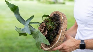 How to Mount a Staghorn Fern [upl. by Etnor705]