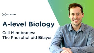 Cell Membranes The Phospholipid Bilayer  Alevel Biology  OCR AQA Edexcel [upl. by Woolley]