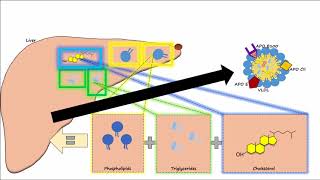 Lipid amp Lipoprotein Processing Part 2  Chylomicron Metabolism [upl. by Grey]