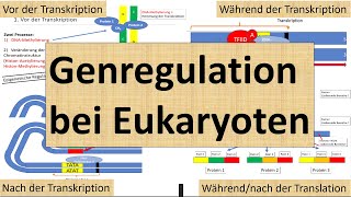 Genregulation bei Eukaryoten Transkriptions und Translationsebene Genetik Oberstufe [upl. by Hermine]