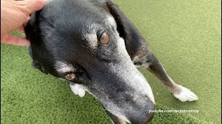 Old Dog Vestibular Disease  With Videos [upl. by Arimaj]