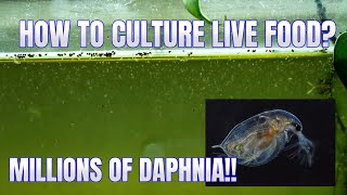 How to Culture Daphnia Secret Method to Breed MILLIONS  Simply Aquatic [upl. by Carnes]