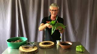 Do It Yourself  Mounting a Staghorn Fern [upl. by Barthold]