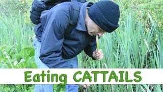 SURVIVAL Wild cattails for a quick nutritious food [upl. by Verneuil769]