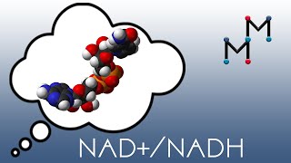 NADNADH Mechanism amp Coenzyme Chemistry [upl. by Zildjian]