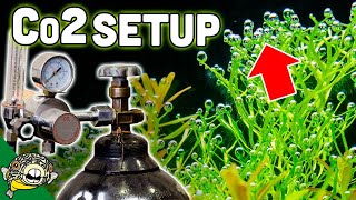 How To Set Up Aquarium Co2 System  The EASY Way [upl. by Isiah]