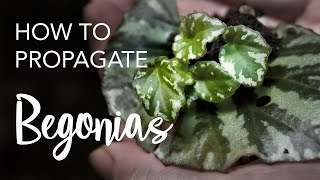 How to Propagate Begonias from leaves and stem cuttings [upl. by Bekaj492]