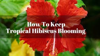 How to Keep Tropical Hibiscus Blooming [upl. by Avram]