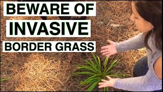 Dont plant border grass in your landscape until you watch this [upl. by Gerri]