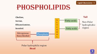 5 Phospholipids  Lipid Chemistry 5  Biochemistry  NJOY Biochemistry [upl. by Havard]