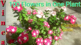 VINCA 🌸How to grow VINCA in pots care and tips COMPLETE GUIDE सदाबहार [upl. by Gotcher]