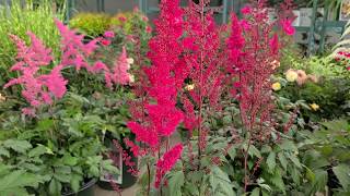 Astilbe Fanal False Spirea  Classic Hardy Easy to Grow Bright Red Flowering Perennial [upl. by Acinomed422]