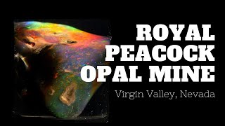 A Brief History of the Royal Peacock Opal Mine [upl. by Trescha787]