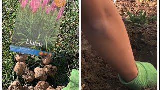 Planting Liatris Bulbs for Summer bloom [upl. by Lanod]