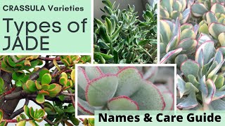 Types of JADE PLANT Identification CRASSULA Varieties  Names and Care Guide with MOODY BLOOMS [upl. by Mikol512]