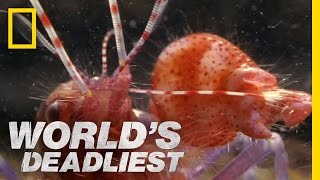 Amazing Pistol Shrimp Stun quotGunquot  Worlds Deadliest [upl. by Nnylram]