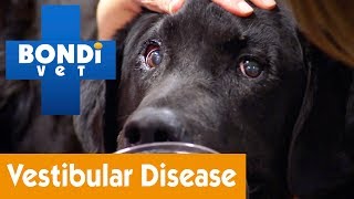 How To Treat Your Dog From Vestibular Disease  Pet Health [upl. by Ahsiaa]