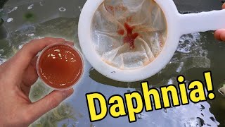 How I Culture Daphnia In Outdoor Tubs [upl. by Browne]