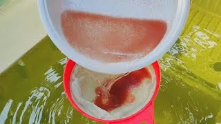 How to culture daphnia  Daphnia culture  How to grow daphnia outdoor [upl. by Honeyman]